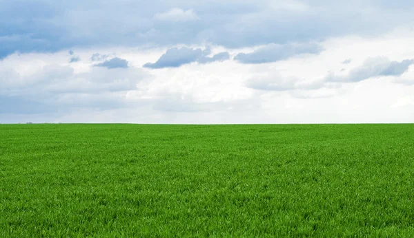 Green wheat field against the sky — Stock Photo, Image