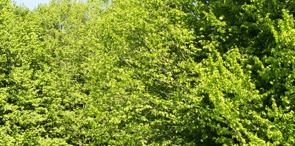 森林树木的绿叶 — 图库照片