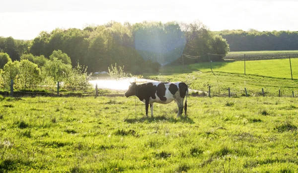 Cow grazing on the lawn — Stock Photo, Image