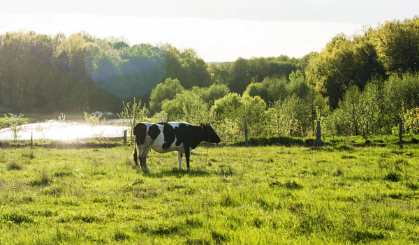 Koe grazen op het gazon — Stockfoto