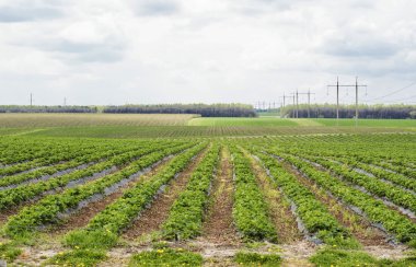 Farm field where strawberries grown 