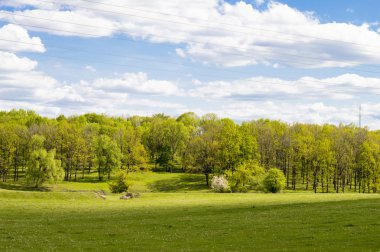 Green lawn in front of the forest 