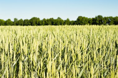 Alan ekilen hububat - buğday 