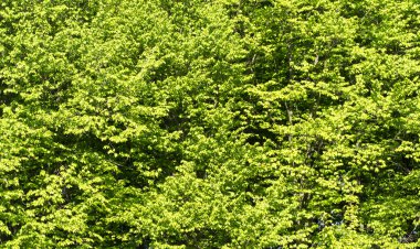 Orman ağaçları yeşil yaprakları