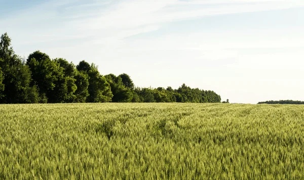 Pole zasiane zboża - pszenica — Zdjęcie stockowe