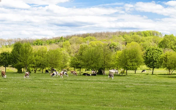 Paisaje - manada de vacas pastando — Foto de Stock