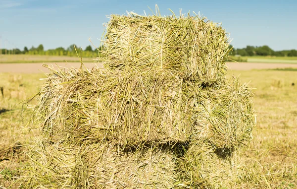 Cubic bales of dry hay — Stock fotografie