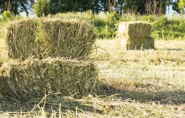 Cubic bales of dry hay — Stock fotografie