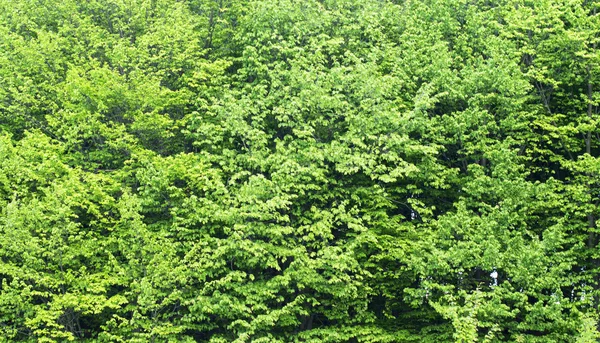 森林树木的绿叶 — 图库照片