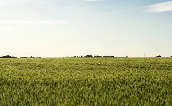 Cereales sembrados en campo - trigo —  Fotos de Stock