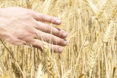 Spikelets buğday çiftçi elinde