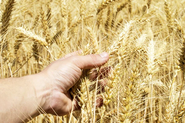 Weizenstacheln in der Hand des Bauern — Stockfoto