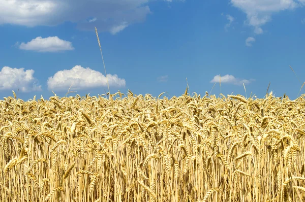 Campo con trigo amarillo —  Fotos de Stock