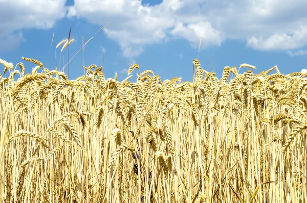 Stacheln gelbes Weizenfeld vor blauem Himmel — Stockfoto