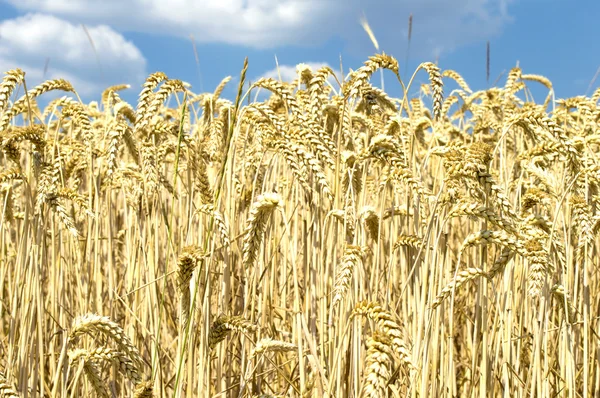 Gelbe Weizenähren gegen den blauen Himmel — Stockfoto