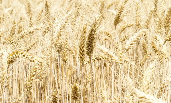 Tekstur - telinga gandum kuning di lapangan — Stok Foto