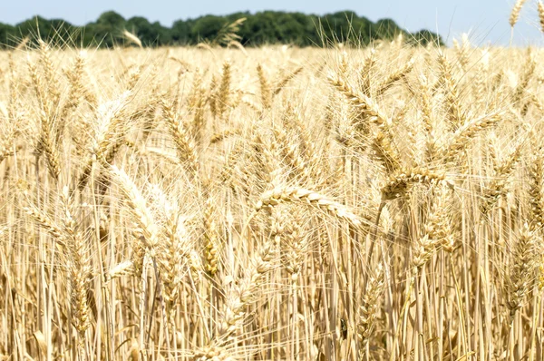 Текстура - желтые колоски пшеницы на поле — стоковое фото