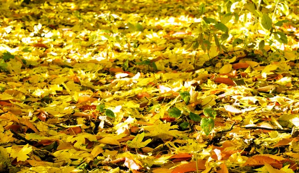 Diverses feuilles jaunes tombées — Photo