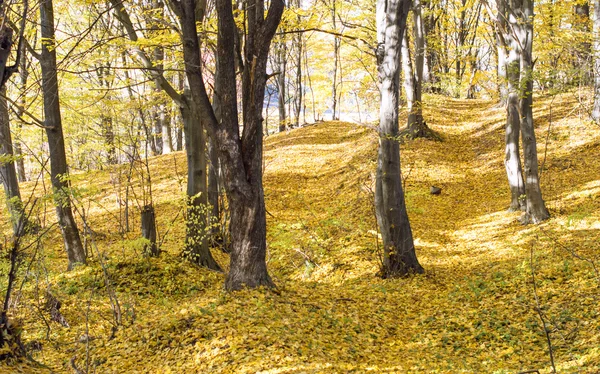 Tronchi di alberi con foglie gialle cadute — Foto Stock
