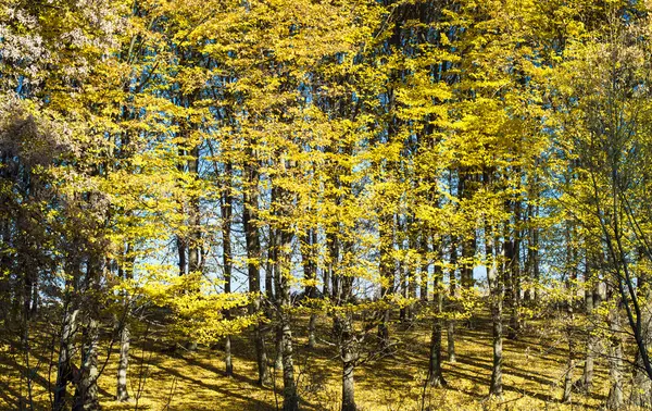 Kmeny stromů s žluté listí — Stock fotografie