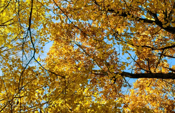 stock image Abstraction of autumn yellow  leaves