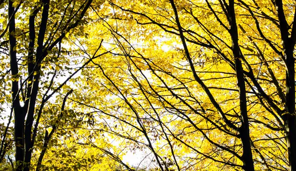 Pobór jesień żółty liść — Zdjęcie stockowe