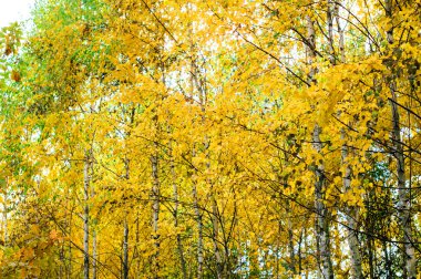 Huş ağacı orman sonbahar sezonu
