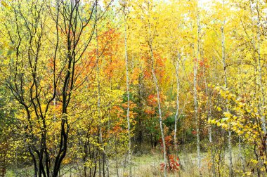 Huş ağacı orman sonbahar sezonu