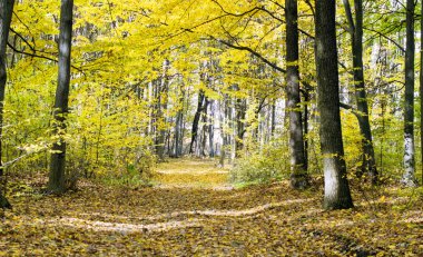 Yolun ortasında sonbahar ahşap