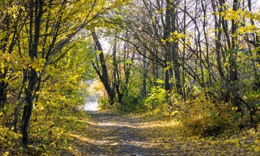 Yolun ortasında sonbahar ahşap