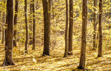 Düşen sarı yapraklar ağaçların gövdeleri