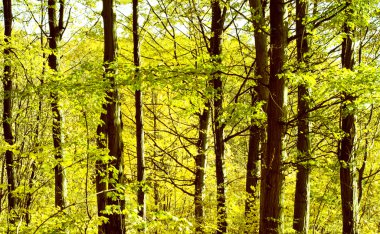 Düşen sarı yapraklar ağaçların gövdeleri