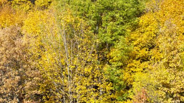Ağaçlar güzel renkli yaprakları ile