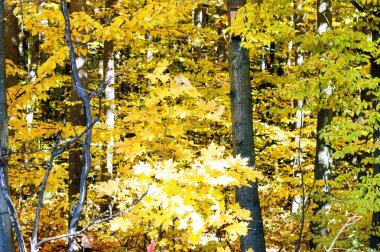 Düşen sarı yapraklar ağaçların gövdeleri