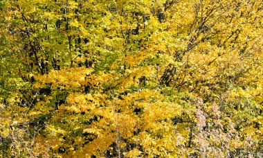 Ağaçlar güzel renkli yaprakları ile