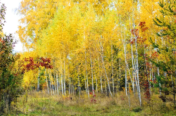 Floresta de bétula na temporada de outono — Fotografia de Stock