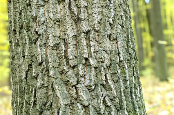 Tölgyfa kérge-zöld moha — Stock Fotó