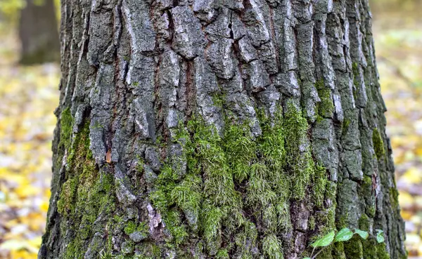 Oak bark with green moss — Stock Photo, Image