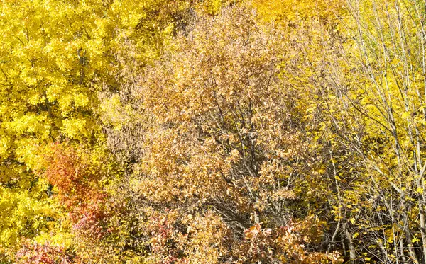 Árvores com belas folhas coloridas — Fotografia de Stock