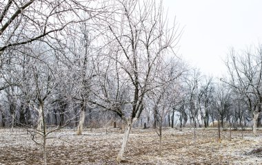 ağaçlar üzerinde beyaz Don 