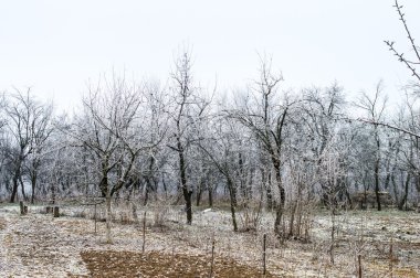  Bahçedeki ağaçlar üzerinde beyaz Don