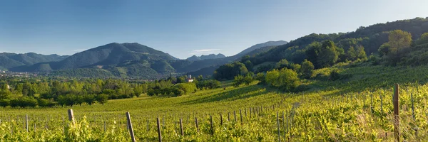 Tepeler ve wineyards — Stok fotoğraf