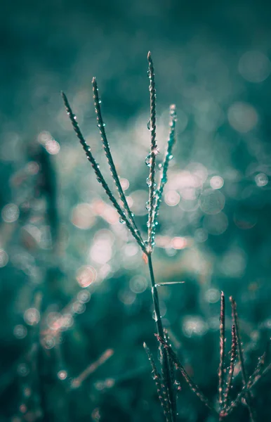 Dagg Gräs Vintern Morgon — Stockfoto