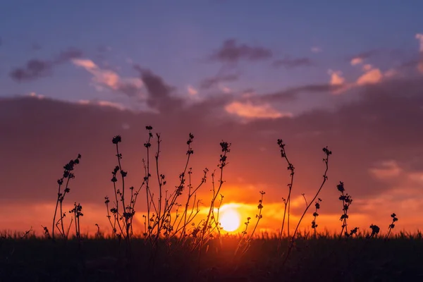 Plantes Silhouette Coucher Soleil — Photo