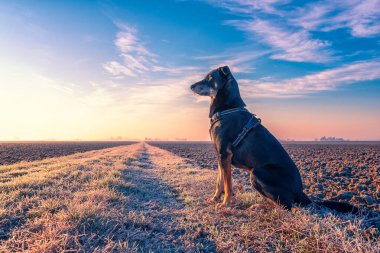 Köpeği gezdiriyorum.