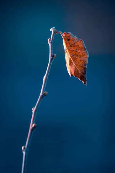 冬の日に凍る乾燥葉 — ストック写真
