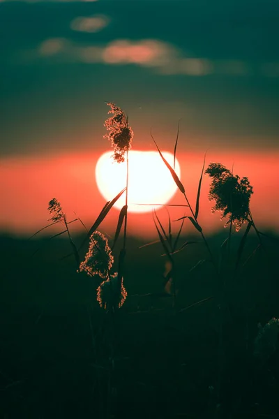 带太阳背景的沼泽地稻草 — 图库照片#