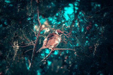 Çam dallarının arasında küçük bir serçe