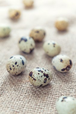 bıldırcın yumurtası