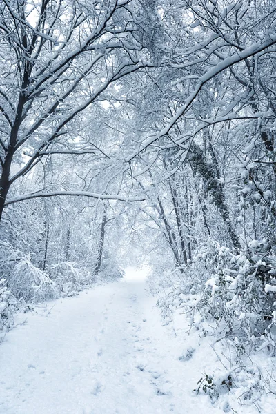 รูปทรงหิมะ — ภาพถ่ายสต็อก